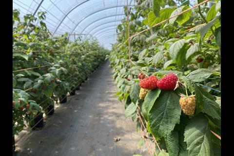 The varieties stand out for their large fruit size and attractive appearance